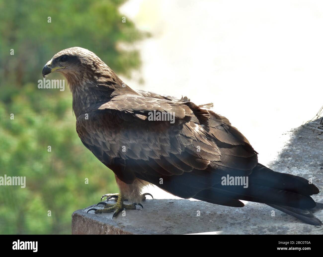 Buzzard a lunghe zampe (Buteo rufinus)/Ahmedabad Foto Stock