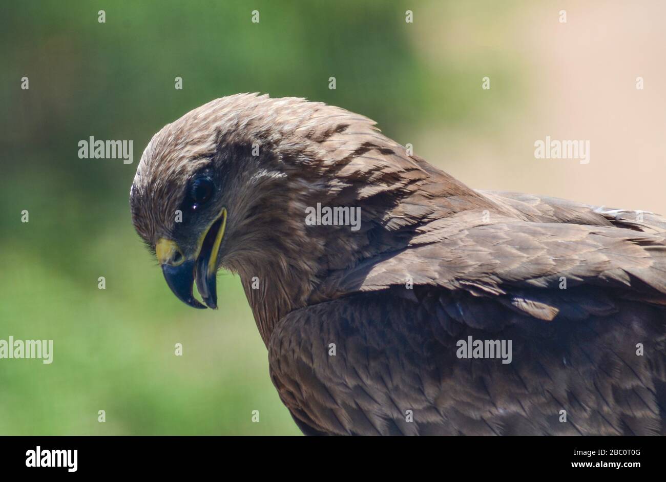 Buzzard a lunghe zampe (Buteo rufinus)/Ahmedabad Foto Stock