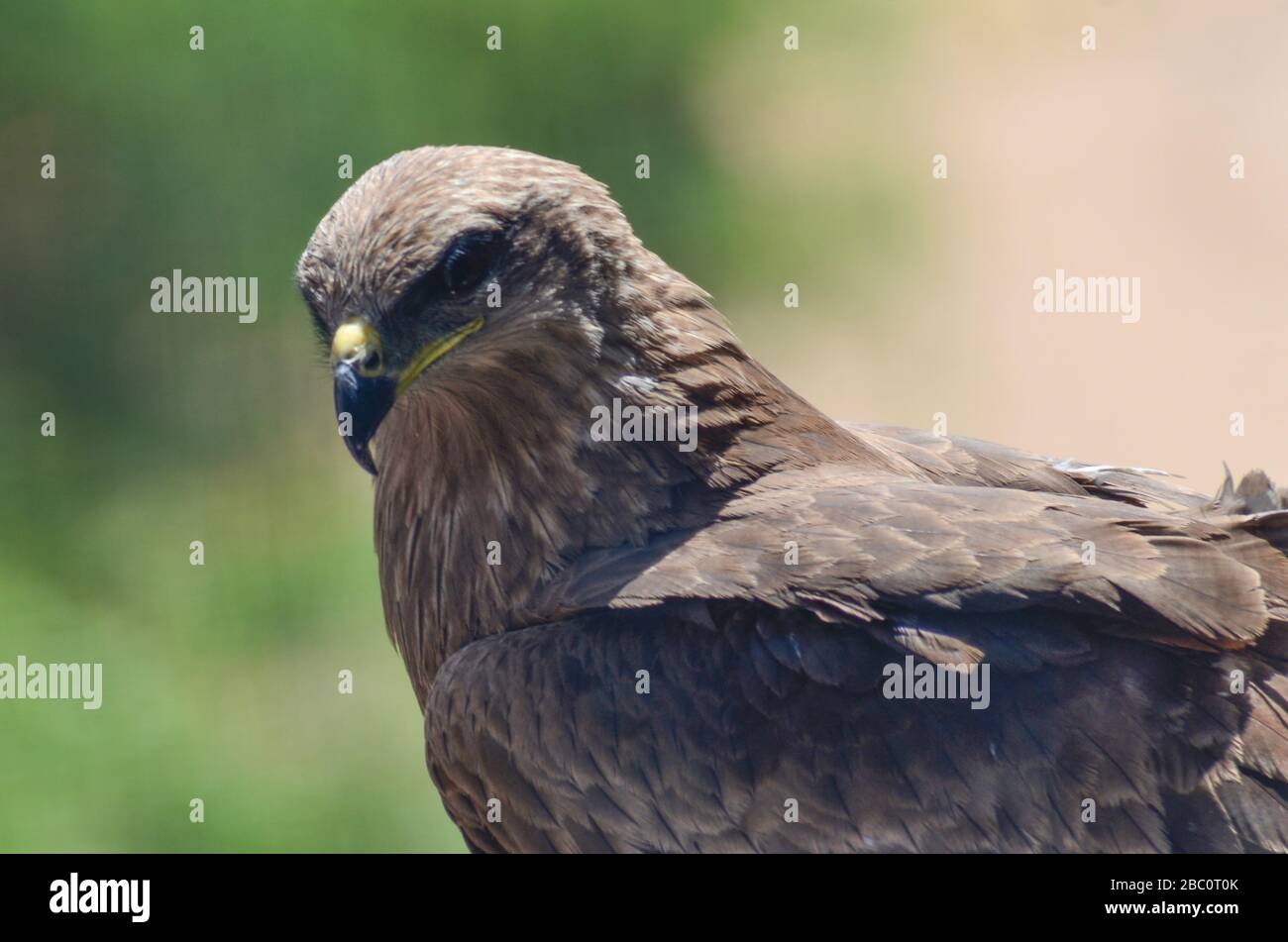 Buzzard a lunghe zampe (Buteo rufinus)/Ahmedabad Foto Stock