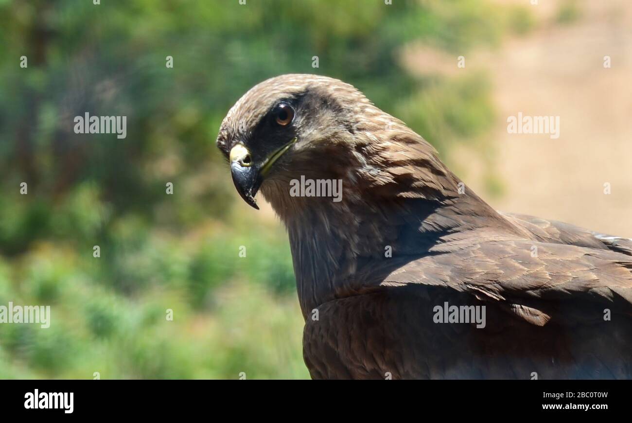 Buzzard a lunghe zampe (Buteo rufinus)/Ahmedabad Foto Stock