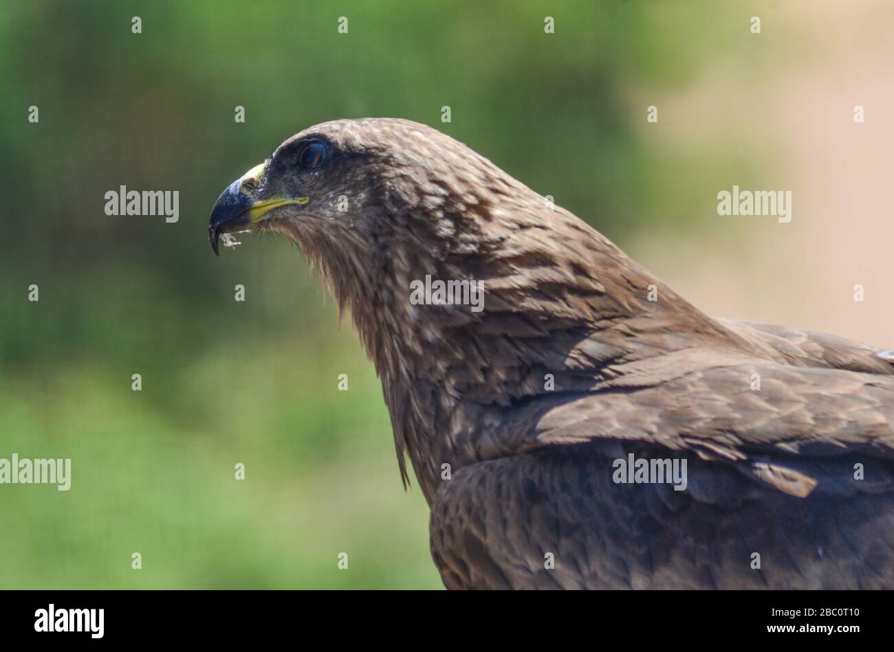 Buzzard a lunghe zampe (Buteo rufinus)/Ahmedabad Foto Stock
