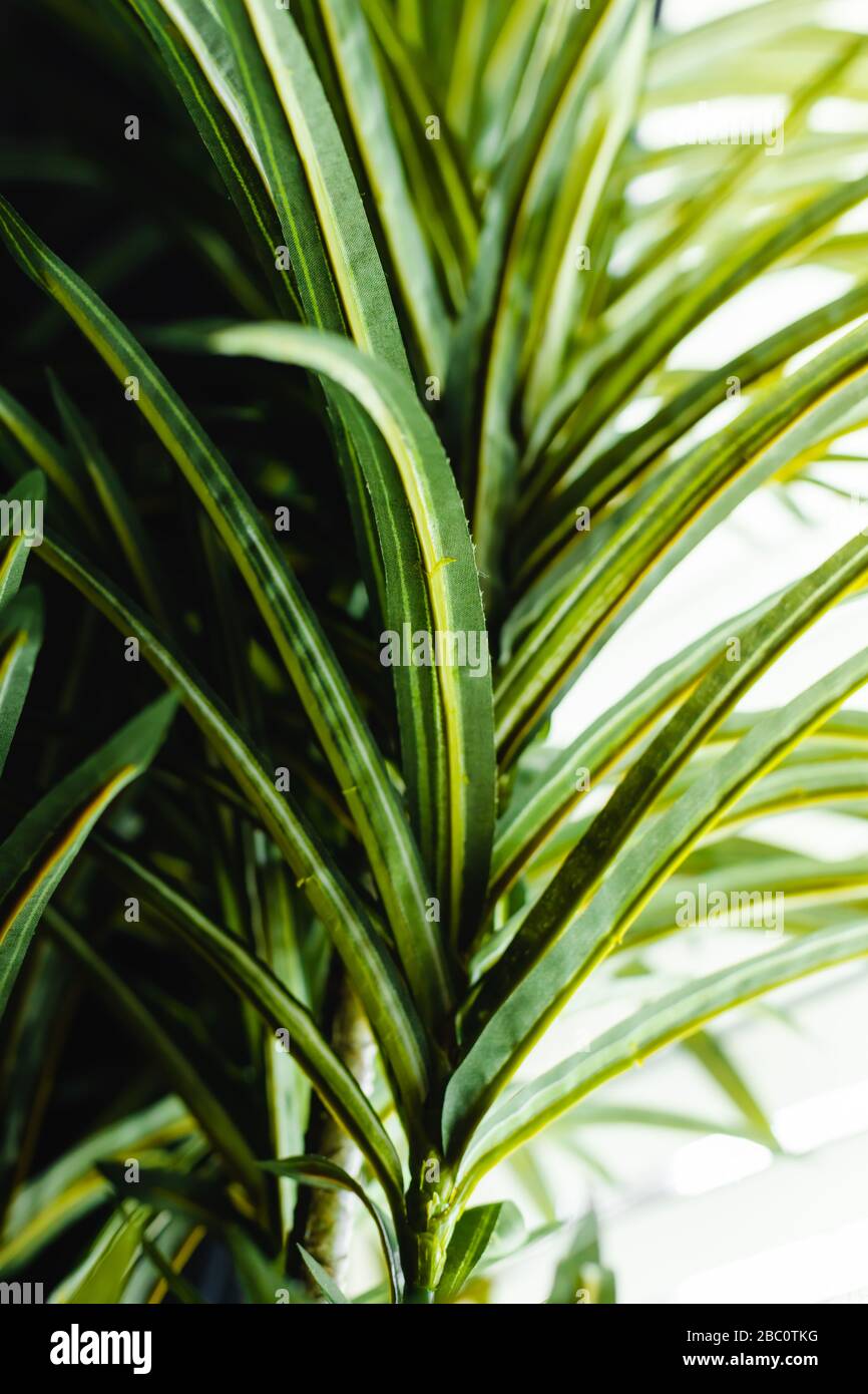 Vibrante e brillante palma testurizzato foglie di sfondo; primo piano macro dettagliata Foto Stock