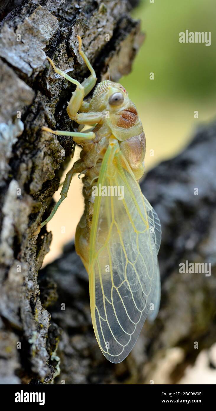 Macro di giovani cicala (Lyristes plebeja) proveniente dal suo exuviae, sul ramo visto dal profilo Foto Stock