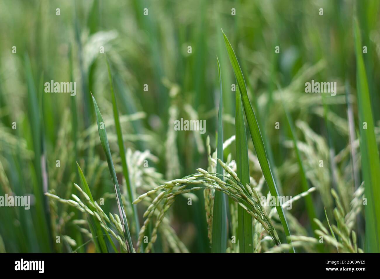 Fotografia di closeup dei grani di riso verdi a Ubud, Bali, Indonesia Foto Stock