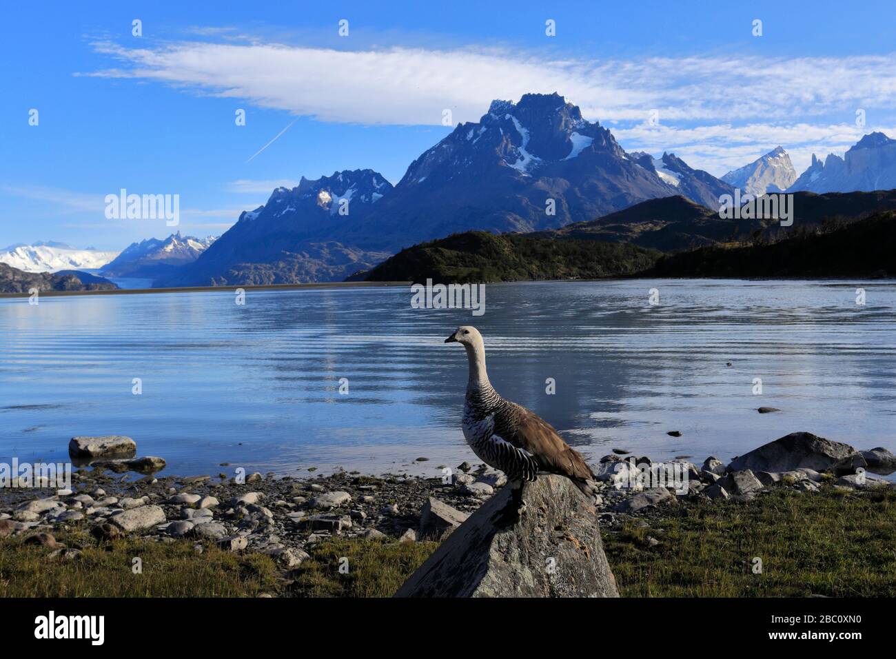 Vista sul Lago Gray, Parco Nazionale Torres del Paine, regione Magallanes, Patagonia, Cile Foto Stock