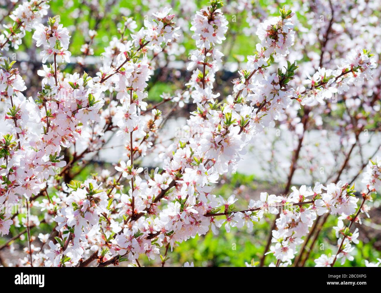 Fiore di ciliegio in fioritura con ramificazione. Rosa ciliegia fiore rami di albero con petali di fiori in primavera. Ciliegio orientale. Foto Stock