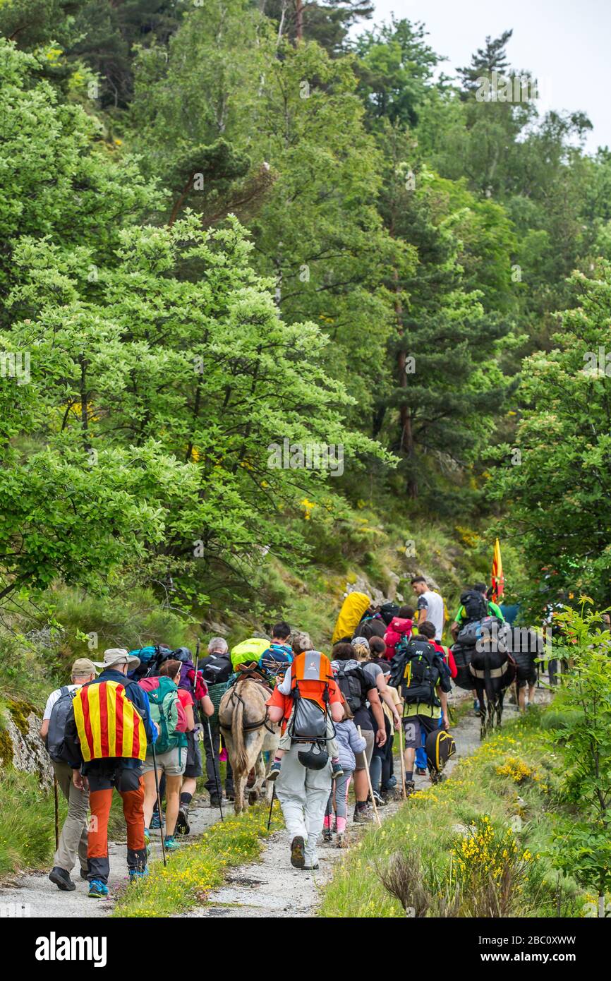 IL TROUBADE O TROBADA, UNA TRADIZIONE CATALANA, SALENDO IL CANIGOU MONTAGNA A PIEDI PER POSIZIONARE UN FASCIO DI GERMOGLI DI GRAPEVINE IN CIMA, (66) PIRENEI ORIENTALI, LANGUEDOC-ROUSSILLON, OCCITANIE, FRANCIA Foto Stock