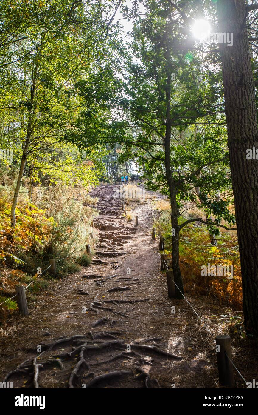 LA VALE DI NO RITORNO, FORESTA DI BROCELIANDE, LEGGENDARIO SITO CONOSCIUTO COME IL DOMINIO DI MORGAN LE FAY, SORELLA DEL RE ARTHUR, HA CONOSCIUTO LA MAGIA DI MERLIN, TREHORENTEUC (35), BRETAGNA, FRANCIA Foto Stock