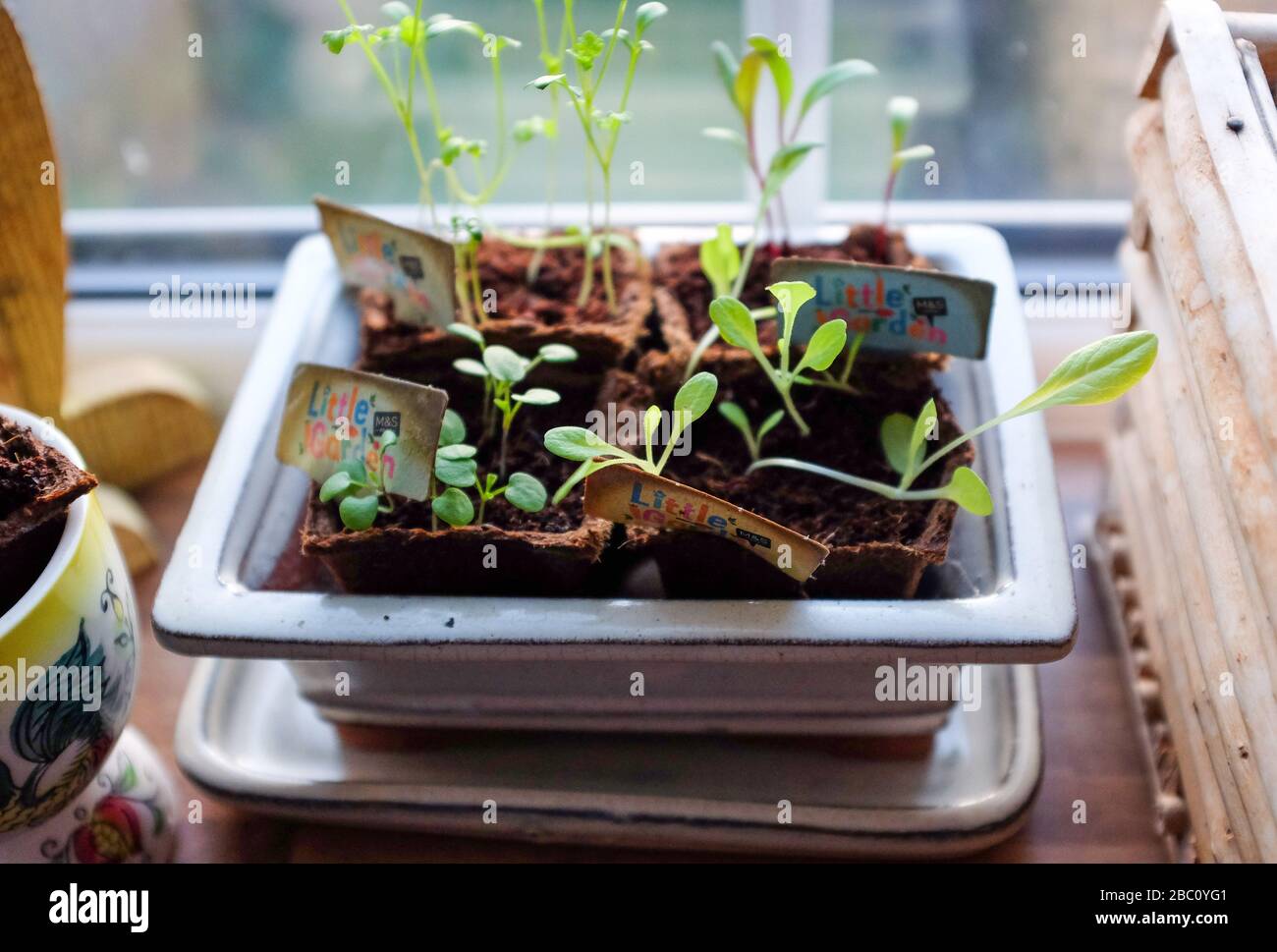 Giovani pianta che crescono su una finestra di cucina compresa la lattuga ravanello micro cress e carote Foto Stock