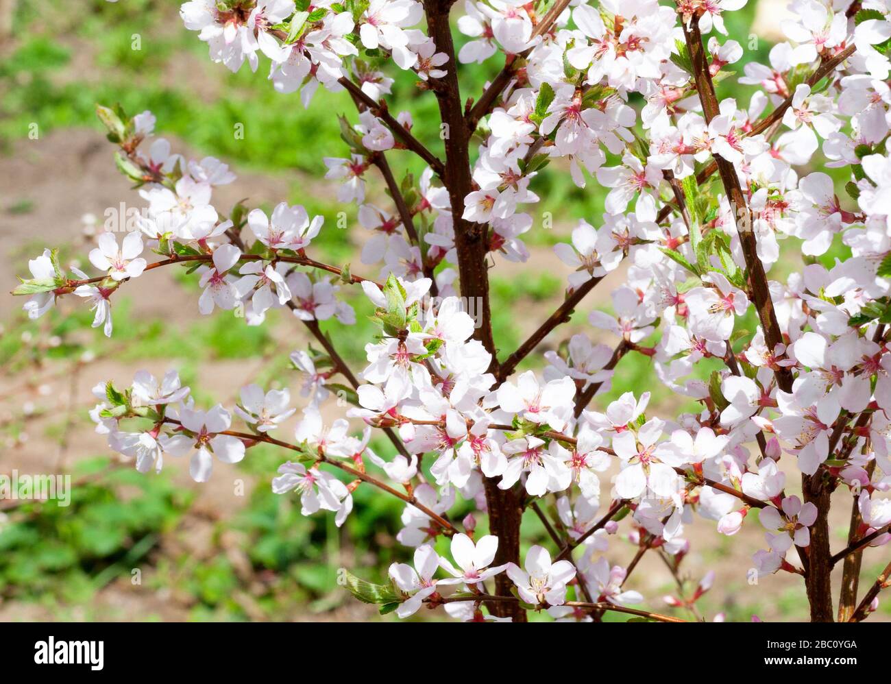 Fiore di ciliegio in fioritura con ramificazione. Rosa ciliegia fiore rami di albero con petali di fiori in primavera. Ciliegio orientale. Foto Stock