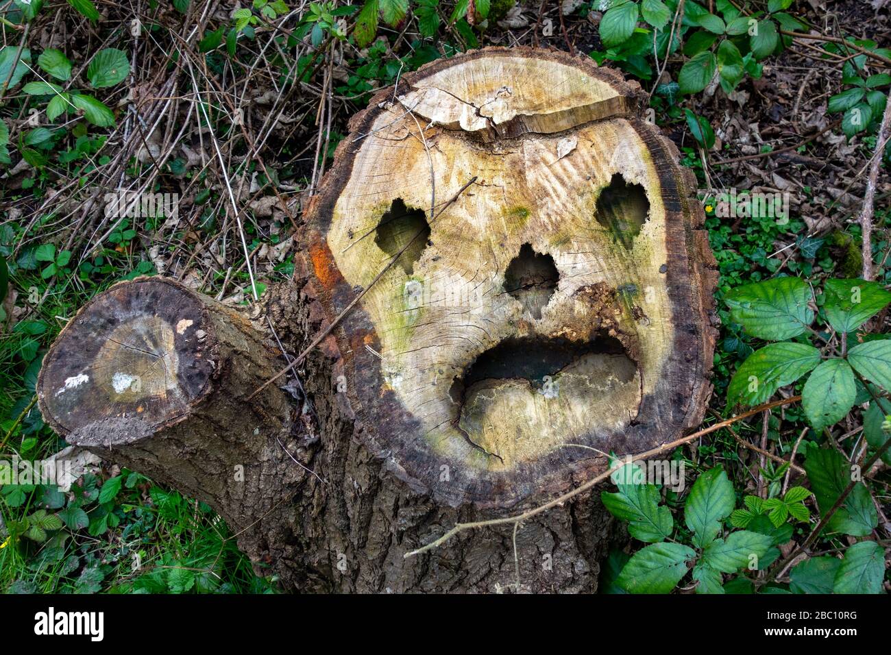 Albero moncone con una faccia in legno di Chislehurst Foto Stock