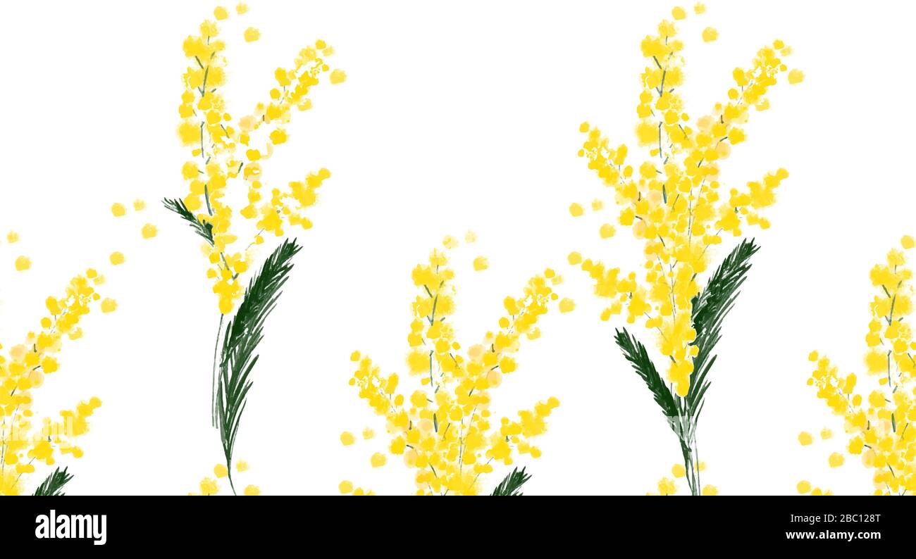 Motivo senza cuciture con llustration un fiore mimosa primavera su sfondo bianco Illustrazione Vettoriale