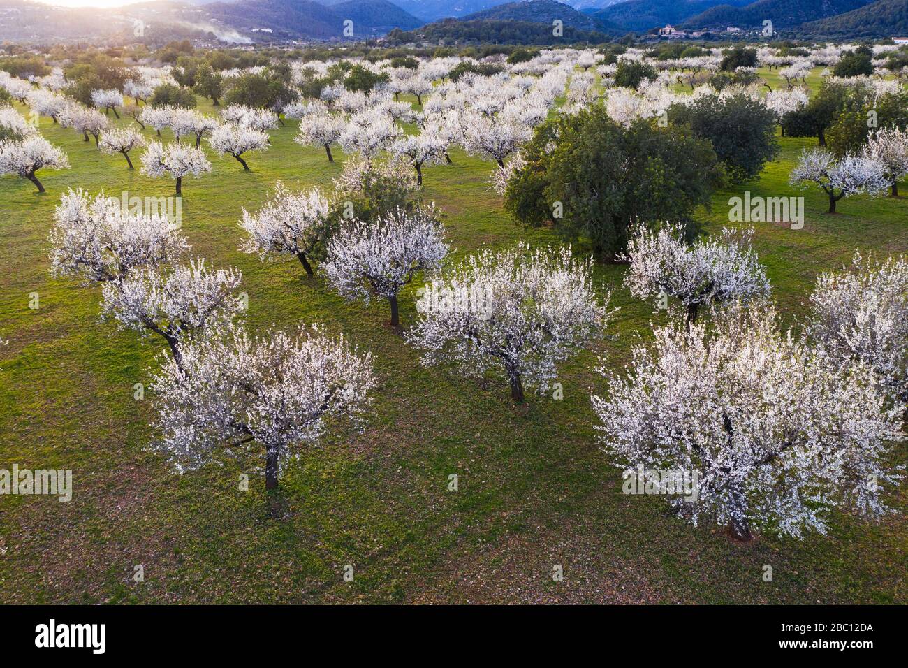 Mandelblüte, blühende Mandelbäume, Mandelplantage bei Bunyola, Serra de Tramuntana, Luftbild, Mallorca, Balearen, Spanien Foto Stock