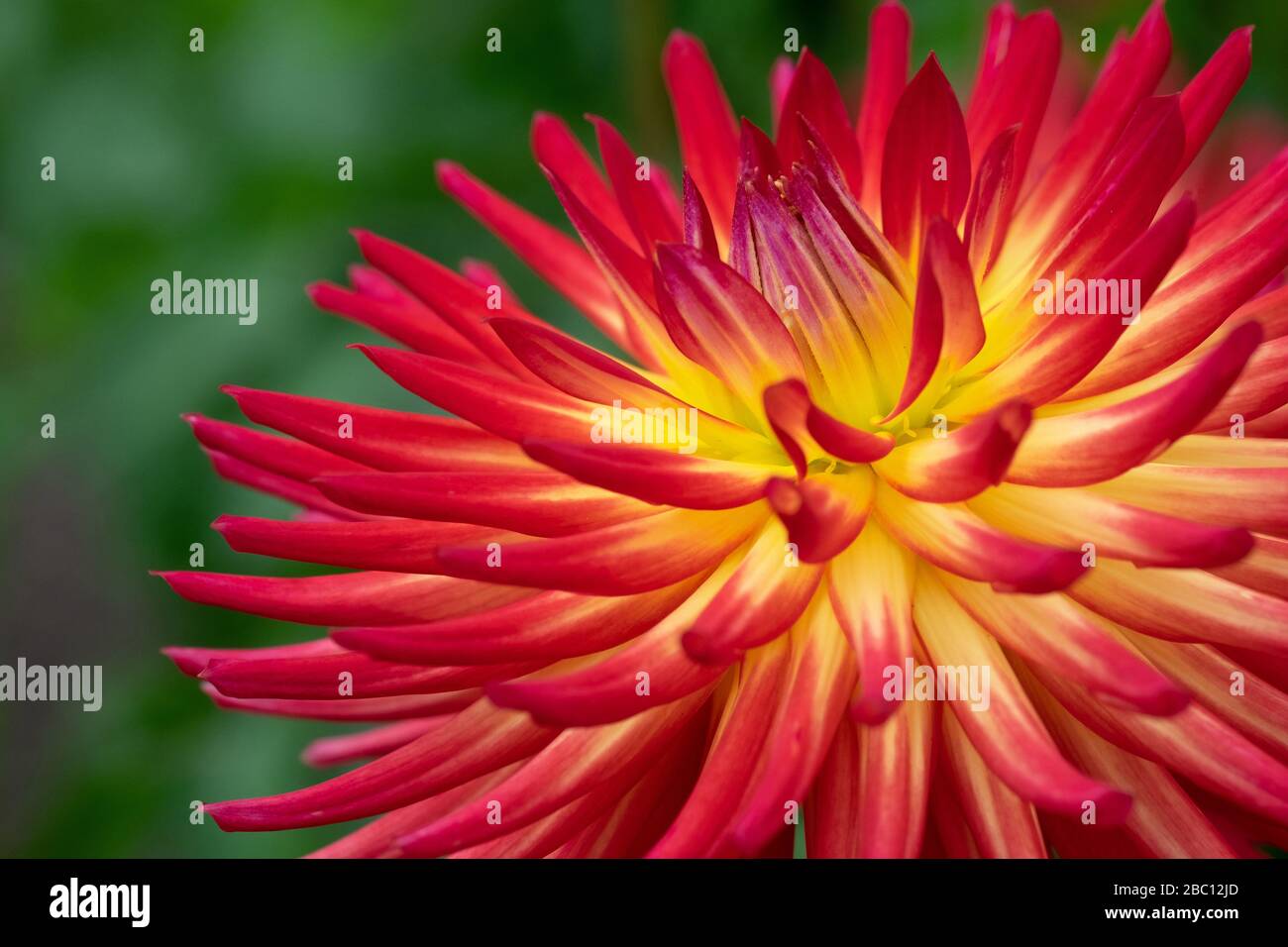 Asteraceae Dahlia spagnolo Dancer piccolo Cactus Foto Stock