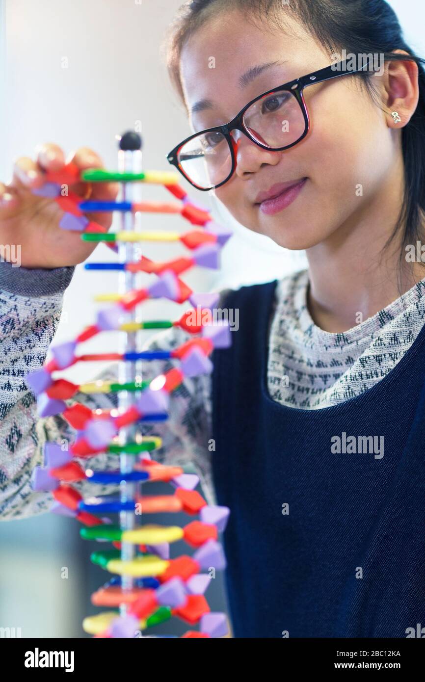 Studente ragazza che esamina il modello di DNA in classe Foto Stock