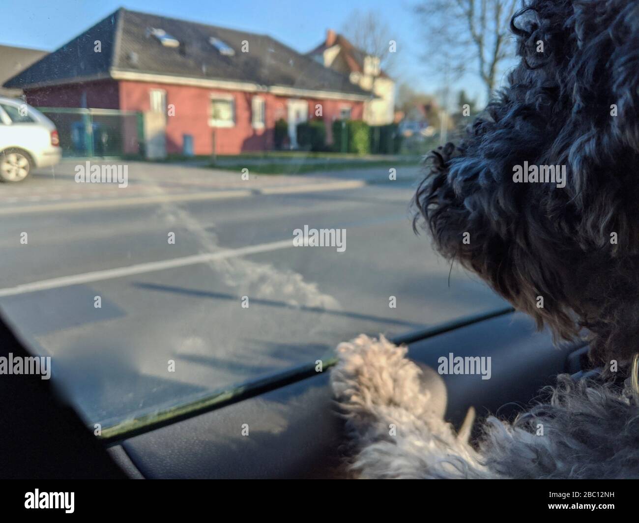 Retro di un giovane e soffice cane barboncino all'interno di un'auto che guarda fuori alla finestra, in attesa disperatamente per il proprietario di tornare Foto Stock