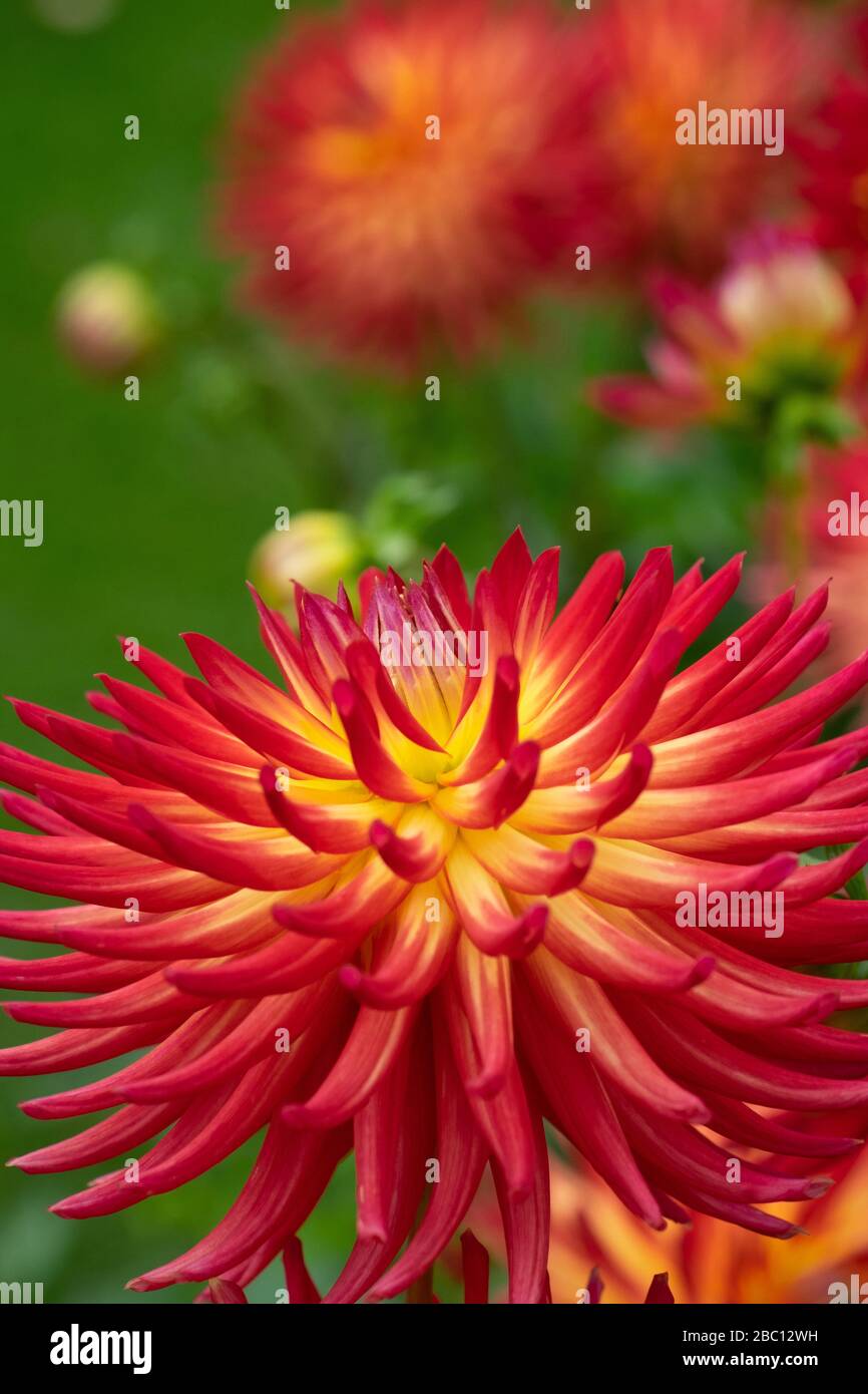 Asteraceae Dahlia spagnolo Dancer piccolo Cactus Foto Stock