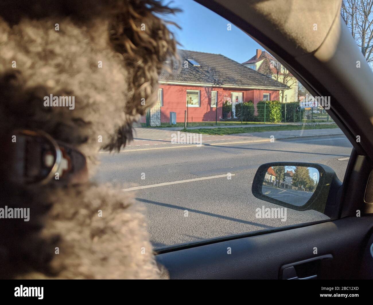 Retro di un giovane e soffice cane barboncino all'interno di un'auto che guarda fuori alla finestra, in attesa disperatamente per il proprietario di tornare Foto Stock