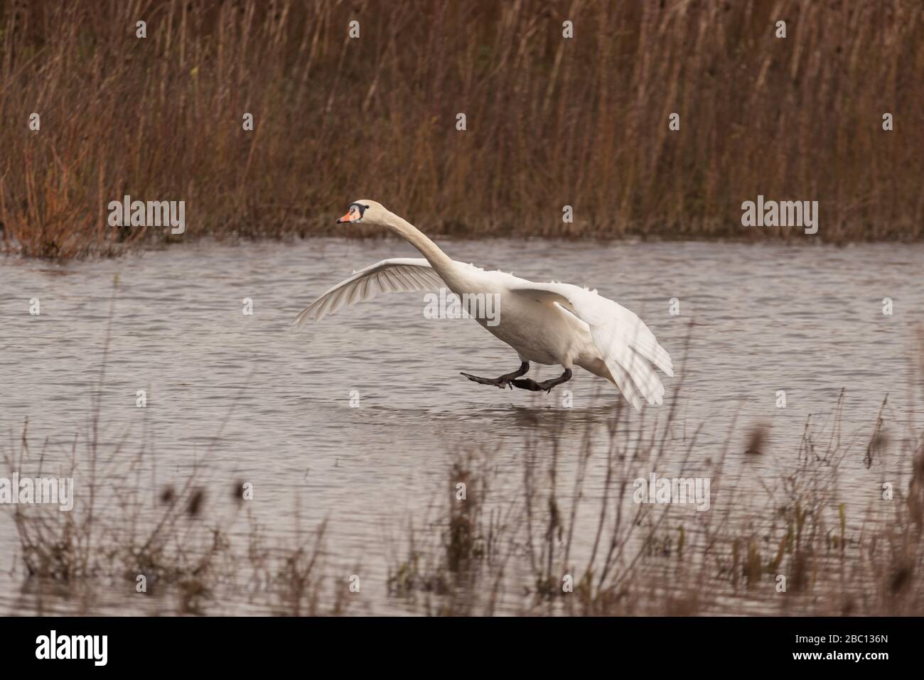 UK Wildlife- Swans in ambiente naturale - Floodplain foresta riserva naturale - Milton Keynes Foto Stock