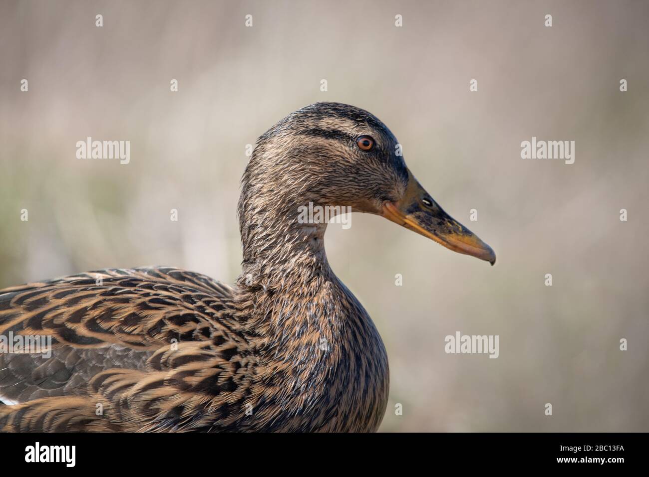 UK Wildlife - anatra in ambiente naturale - Floodplain riserva naturale Foto Stock
