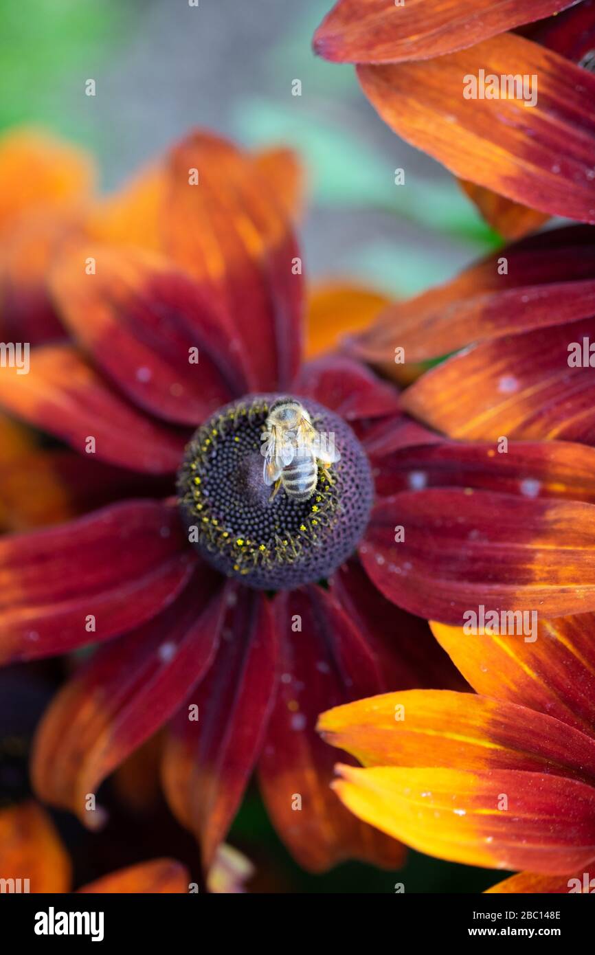 Rudbeckia Foto Stock