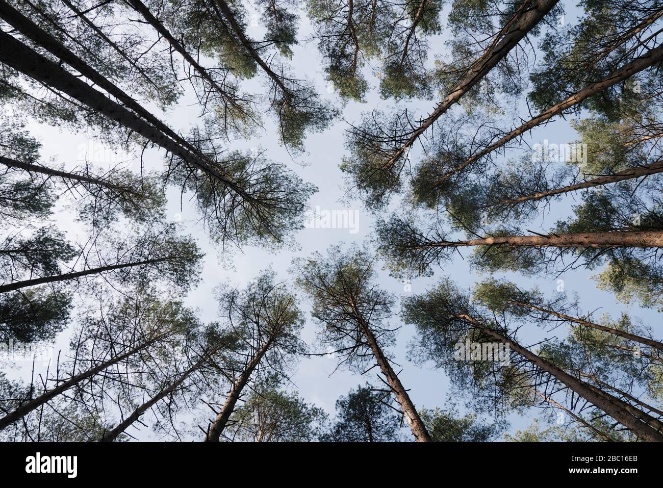 Lituania, Kernave, direttamente sotto la vista di alberi canopie foresta Foto Stock