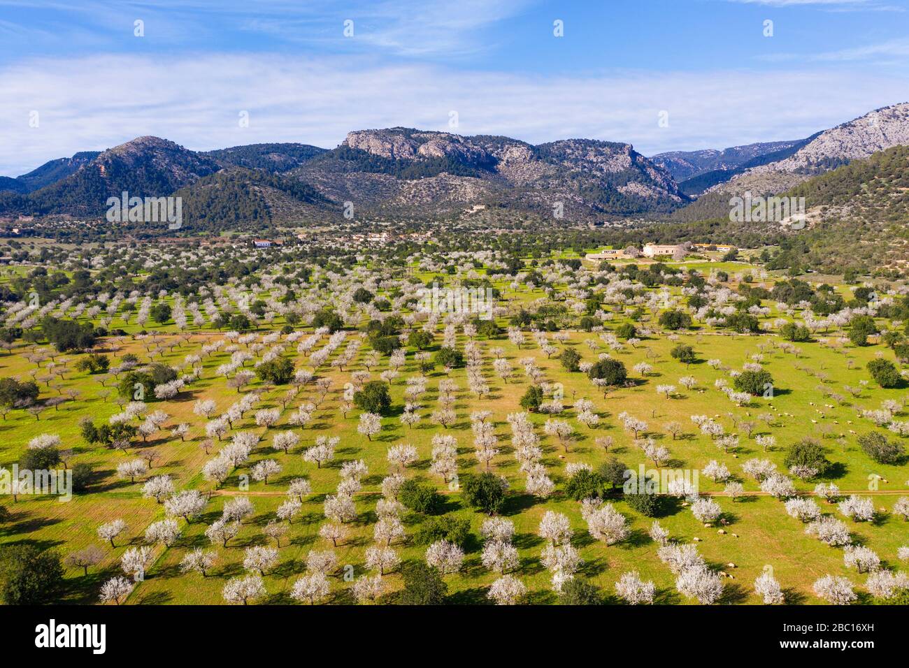 Mandelblüte, blühende Mandelbäume, Mandelplantage bei Bunyola, Serra de Tramuntana, Luftbild, Mallorca, Balearen, Spanien Foto Stock