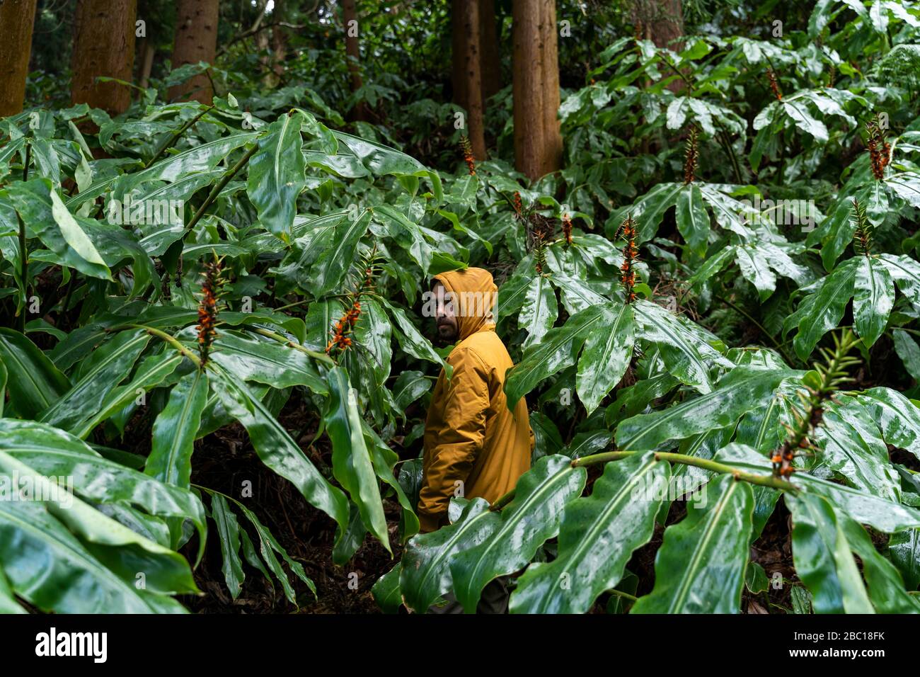 Uomo in piedi nella foresta circondata da foglie enormi, Sao Miguel Island, Azzorre, Portogallo Foto Stock