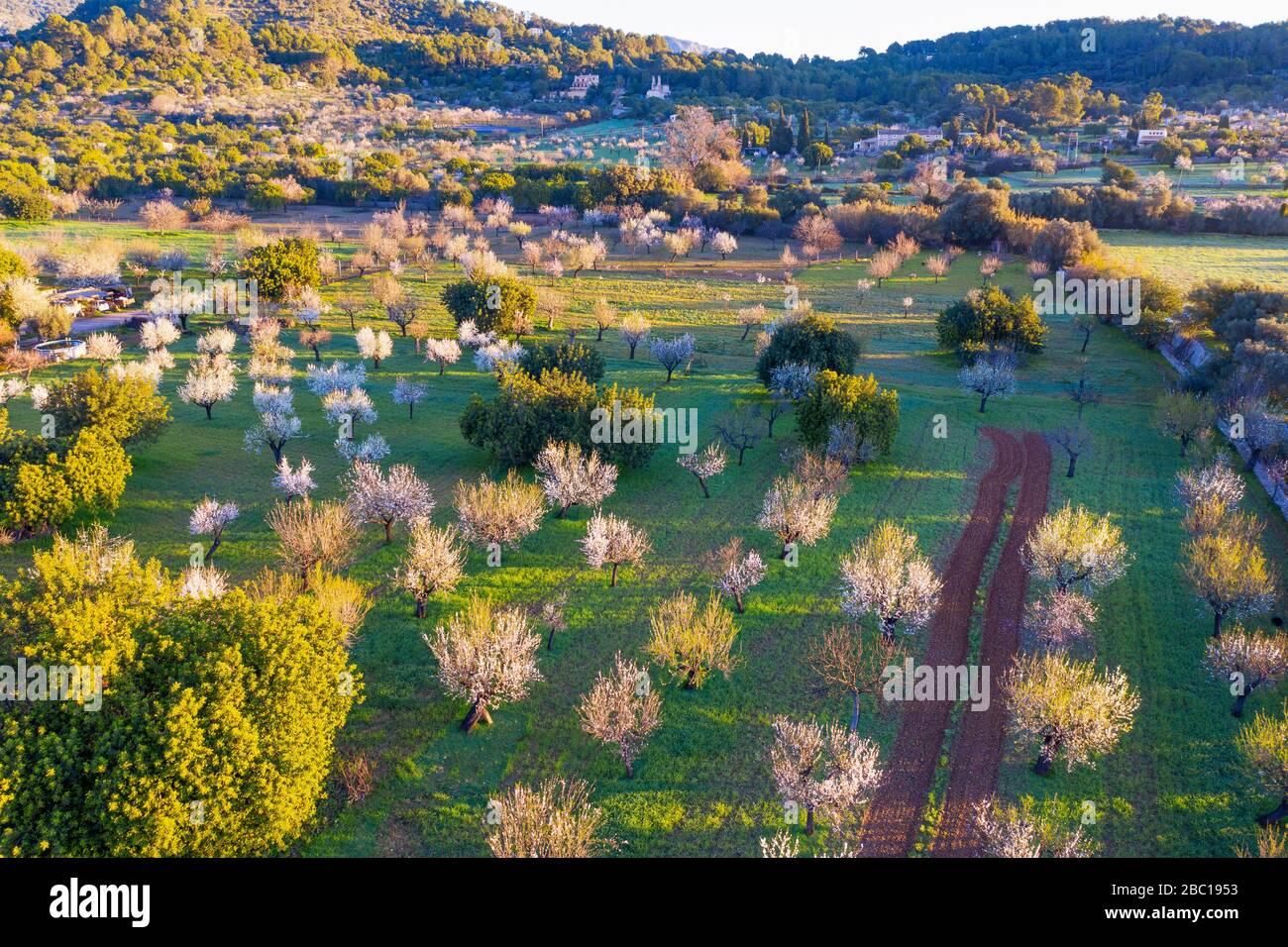 Mandelblüte, blühende Mandel-Plantagen bei Mancor de la Vall, Luftbild, Mallorca, Balearen, Spanien Foto Stock