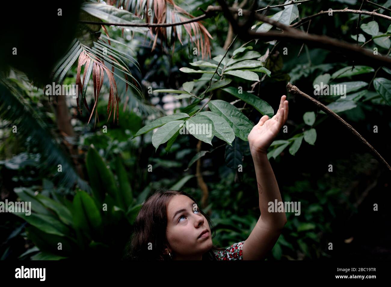 Adolescente femminile in giardino botanico guardando fino alle foglie Foto Stock