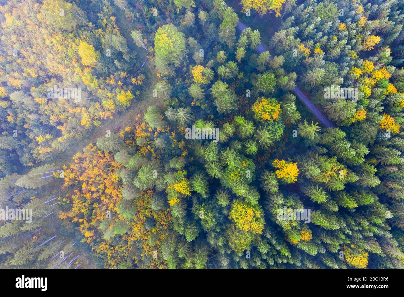 Herbstlicher Mischwald mit Nebelschwaden von oben, bei Krün, Drohnenaufnahme, Oberbayern, Bayern, Deutschland Foto Stock