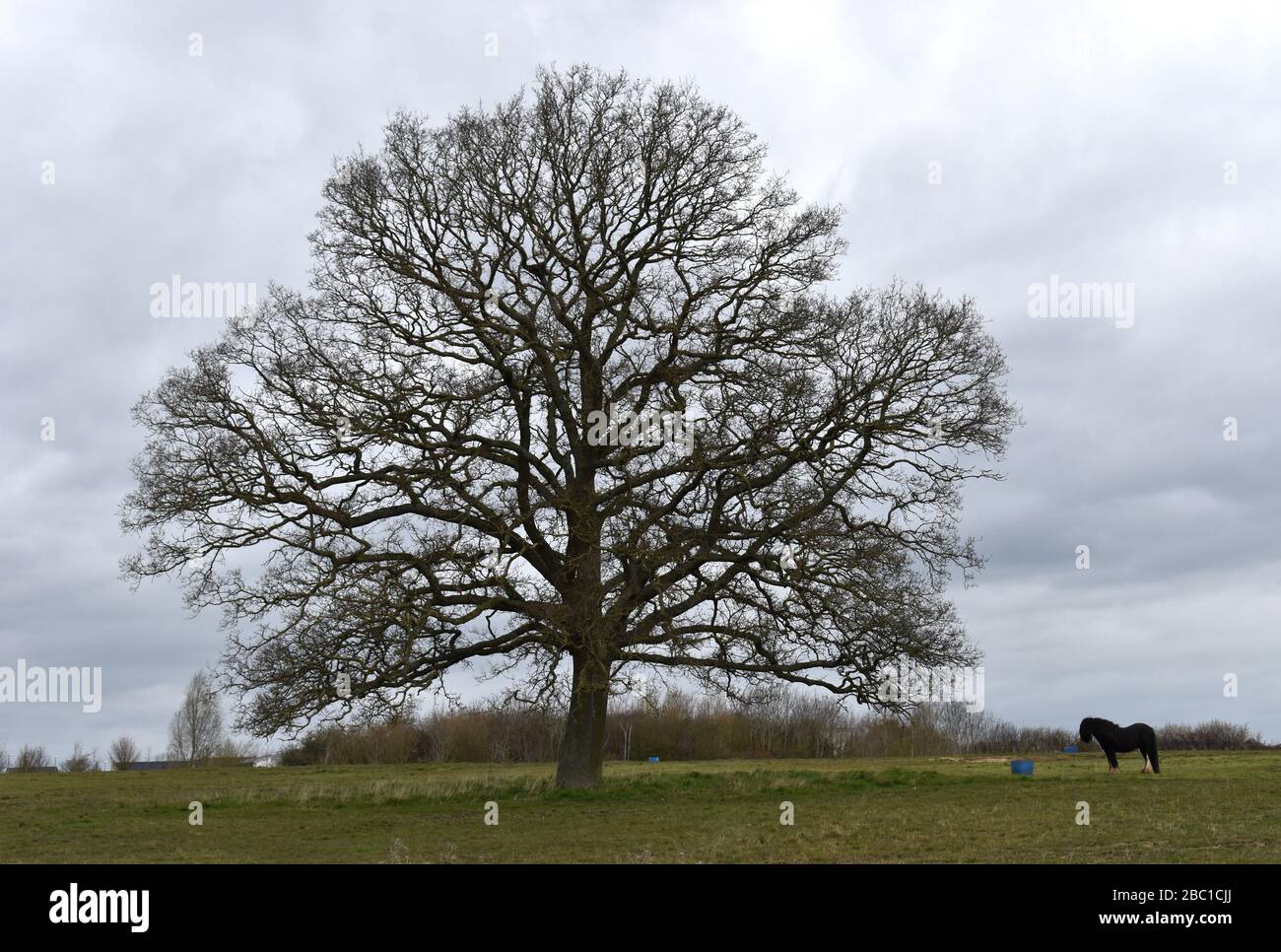 Albero maestoso con cavallo a Milton Keynes. Foto Stock