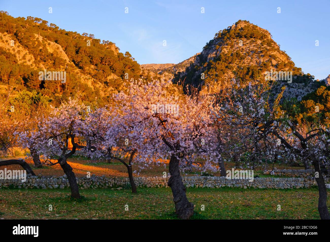 rosa blühende Mandelbäume bei Caimari im Morgenlicht, Serra de Tramuntana, Mallorca, Balearen, Spanien Foto Stock