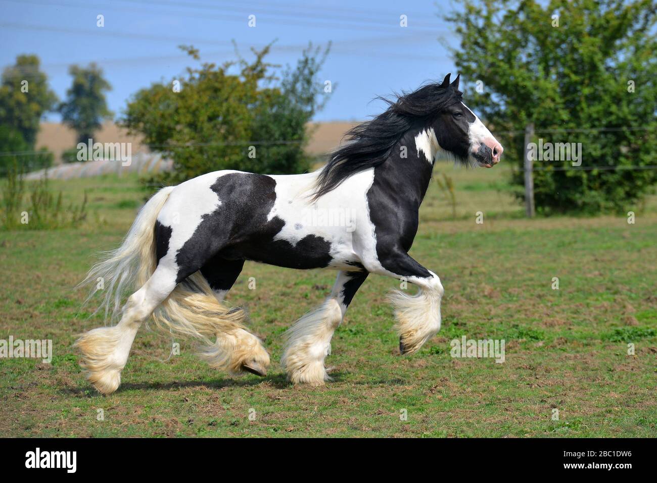 Pinto cavallo coco irlandese che corre in trotto sul campo. Orizzontale, vista laterale, in movimento. Foto Stock