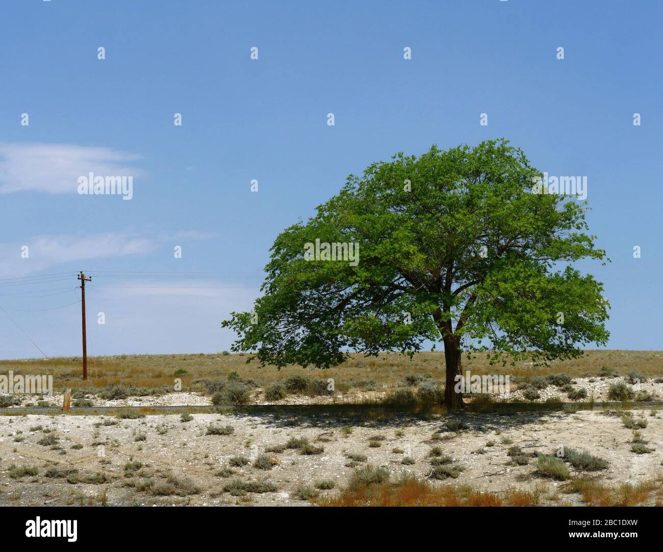 Solitario albero giovane cresce in una zona pianeggiante lungo la strada nel Wyoming. Foto Stock