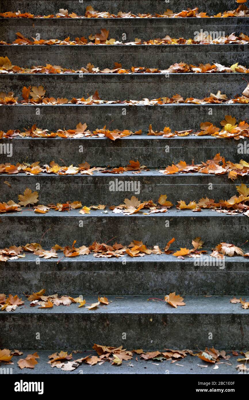 Germania, pietre passi coperti in autunno caduto foglie Foto Stock