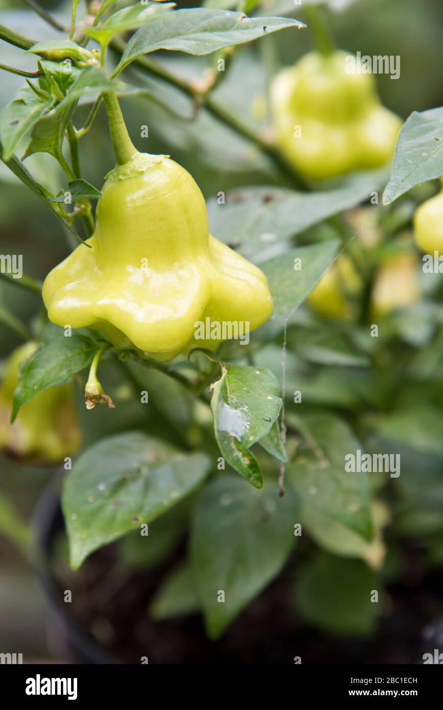 chili aji relitto palla Foto Stock