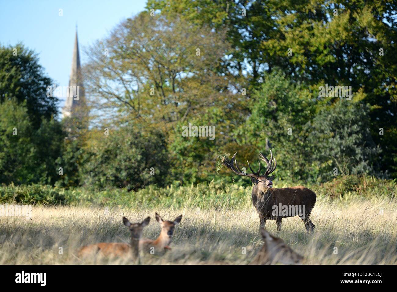 Cervo rosso nel Richmond Park che mostra la guglia della chiesa di San Mattia sullo sfondo. Foto Stock