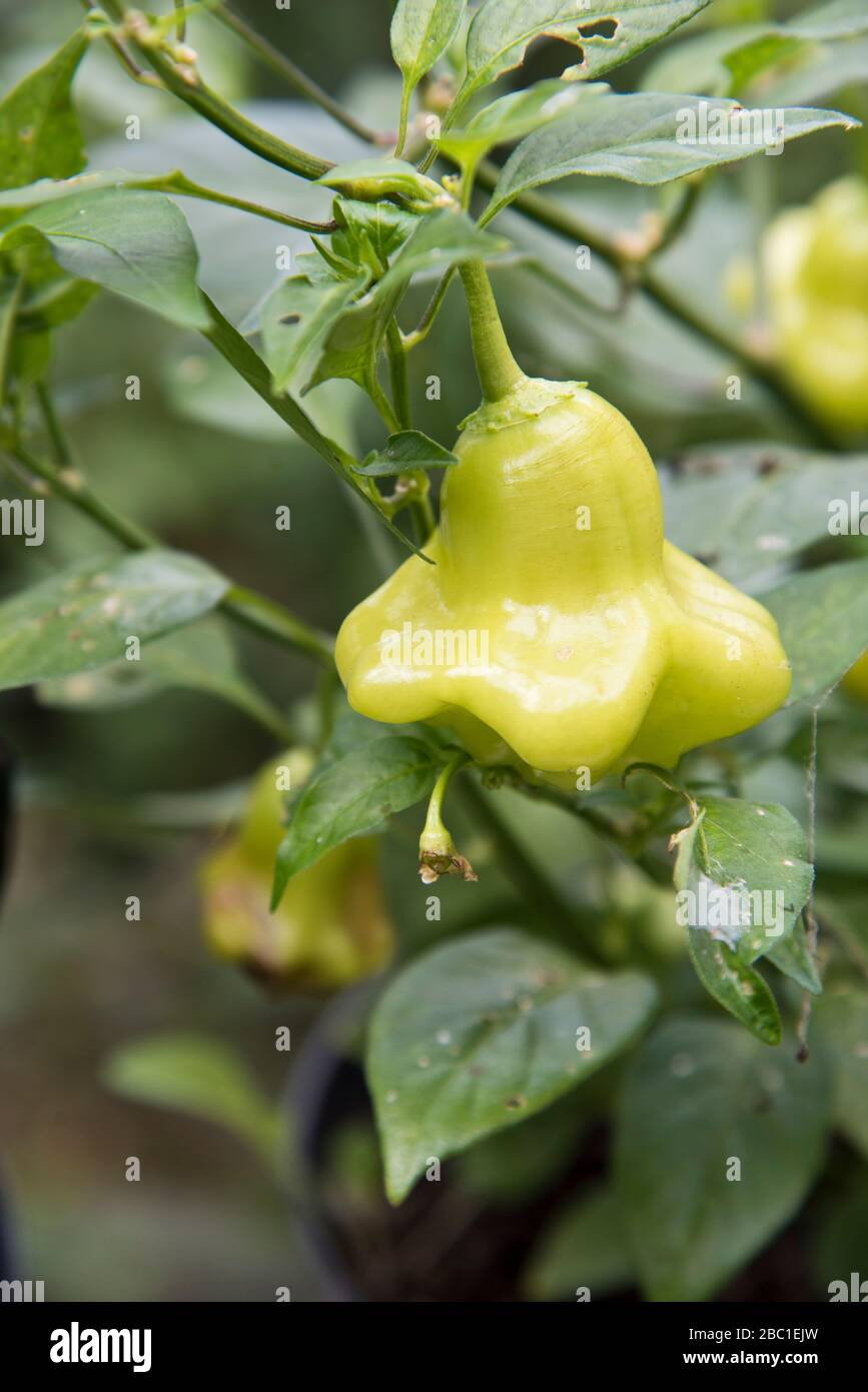 chili aji relitto palla Foto Stock