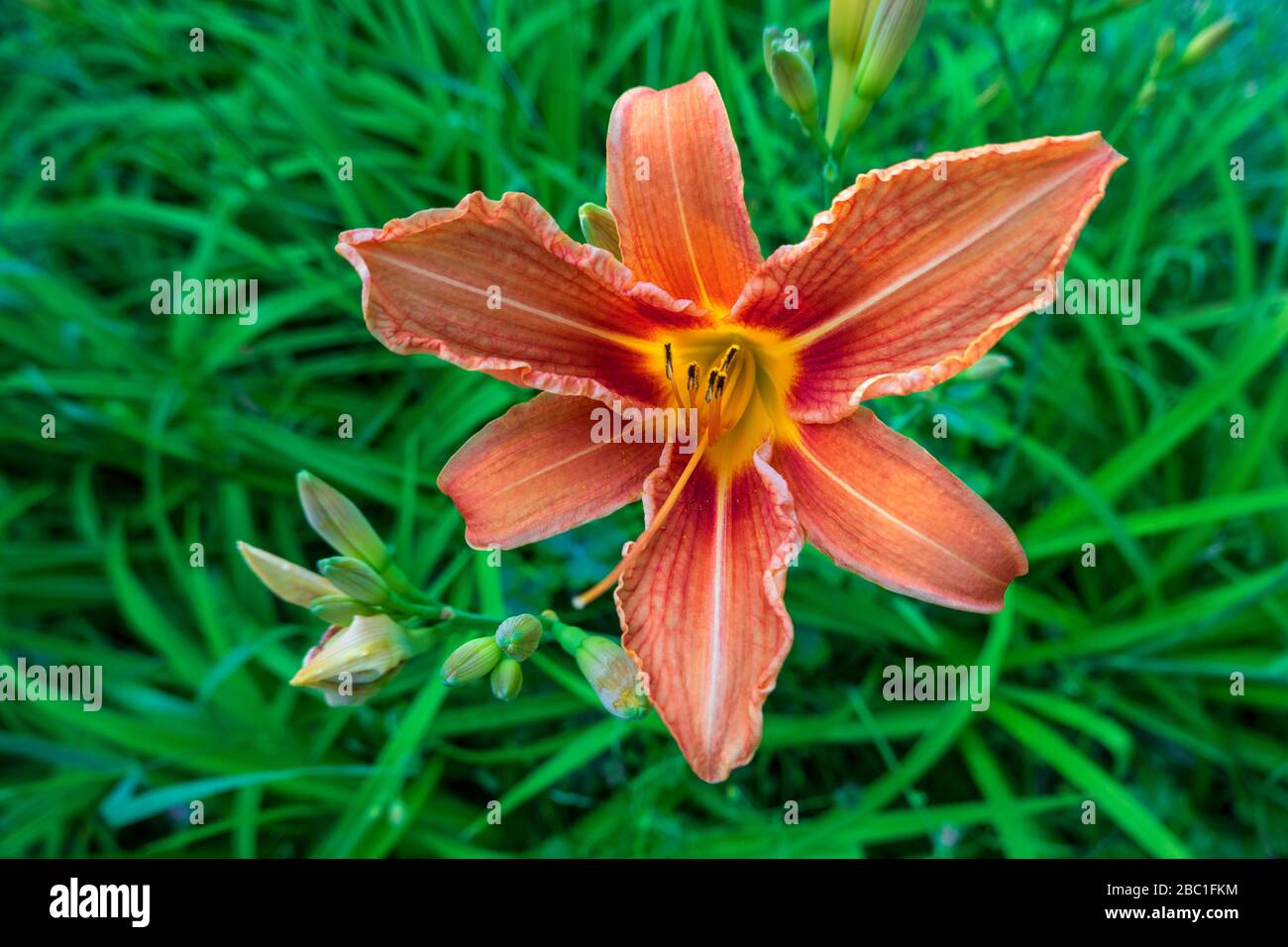 Germania, primo piano di giglio (Lilium bulbiferum) fioritura all'aperto Foto Stock