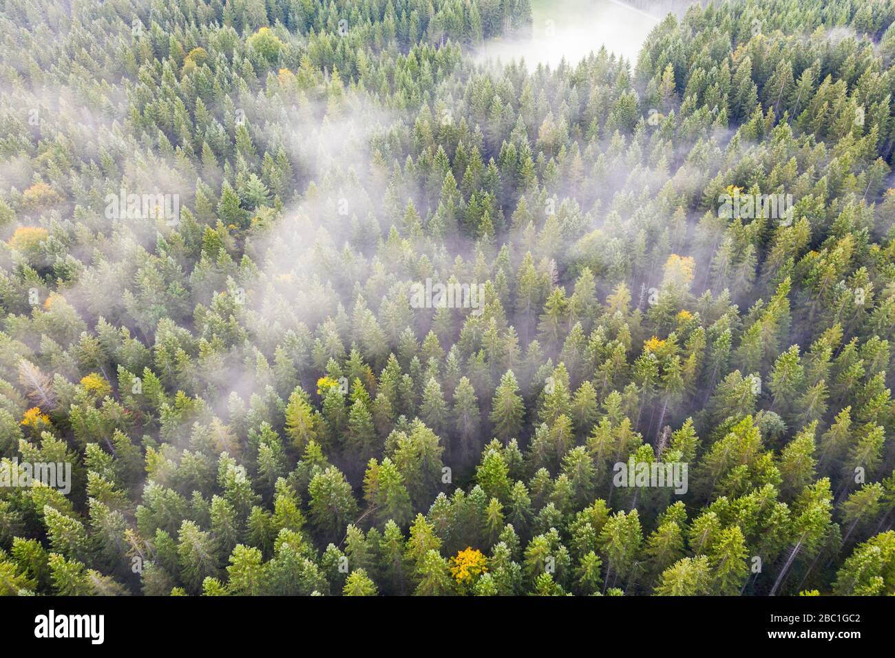 Bergwald aus Fichten mit Nebelschwaden, bei Krün, Werdenfelser Land, Drohnenaufnahme, Oberbayern, Bayern, Deutschland Foto Stock