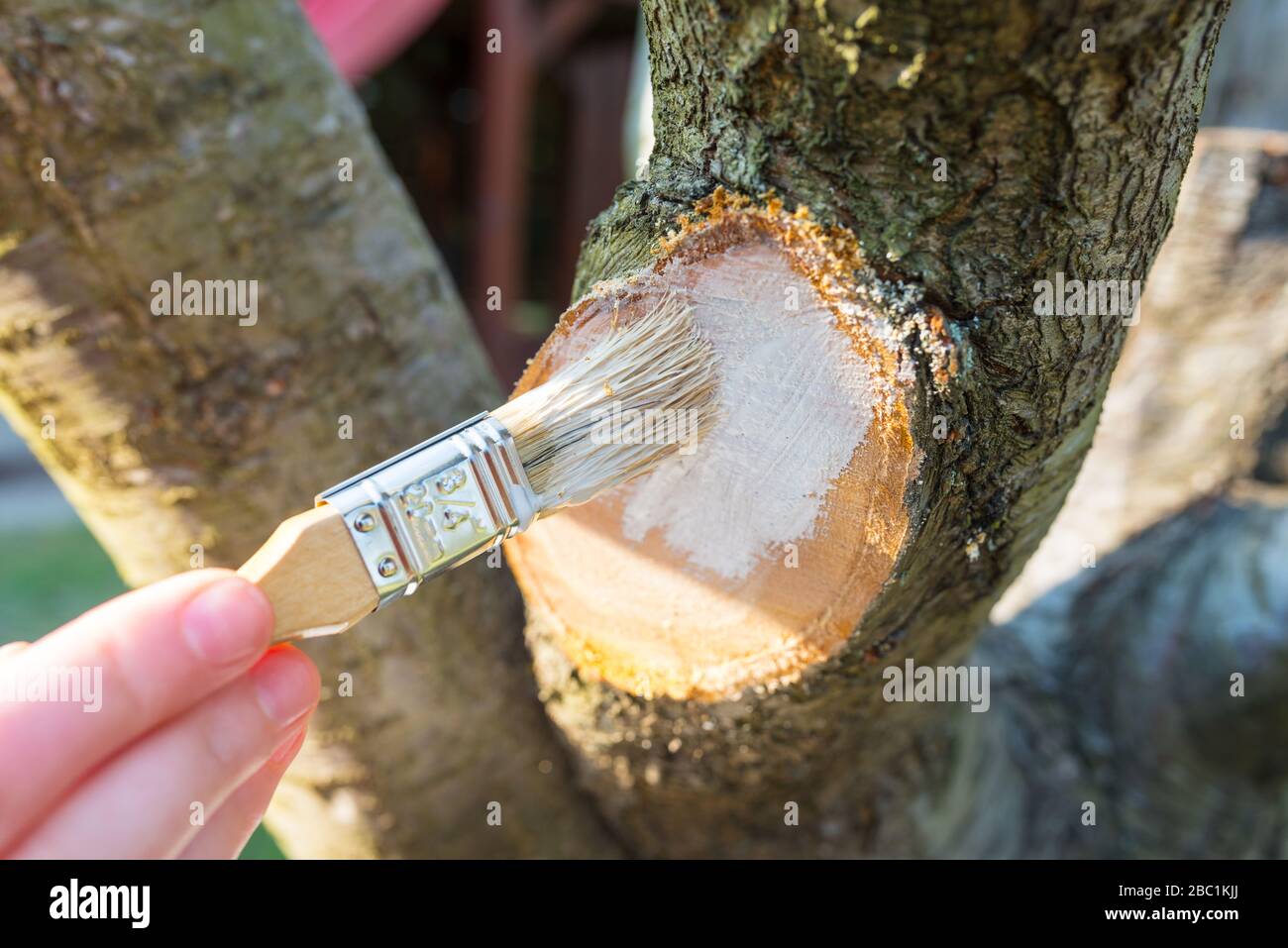 Proteggere il ramo potato del frutteto - prugna - con pasta da giardino Foto Stock