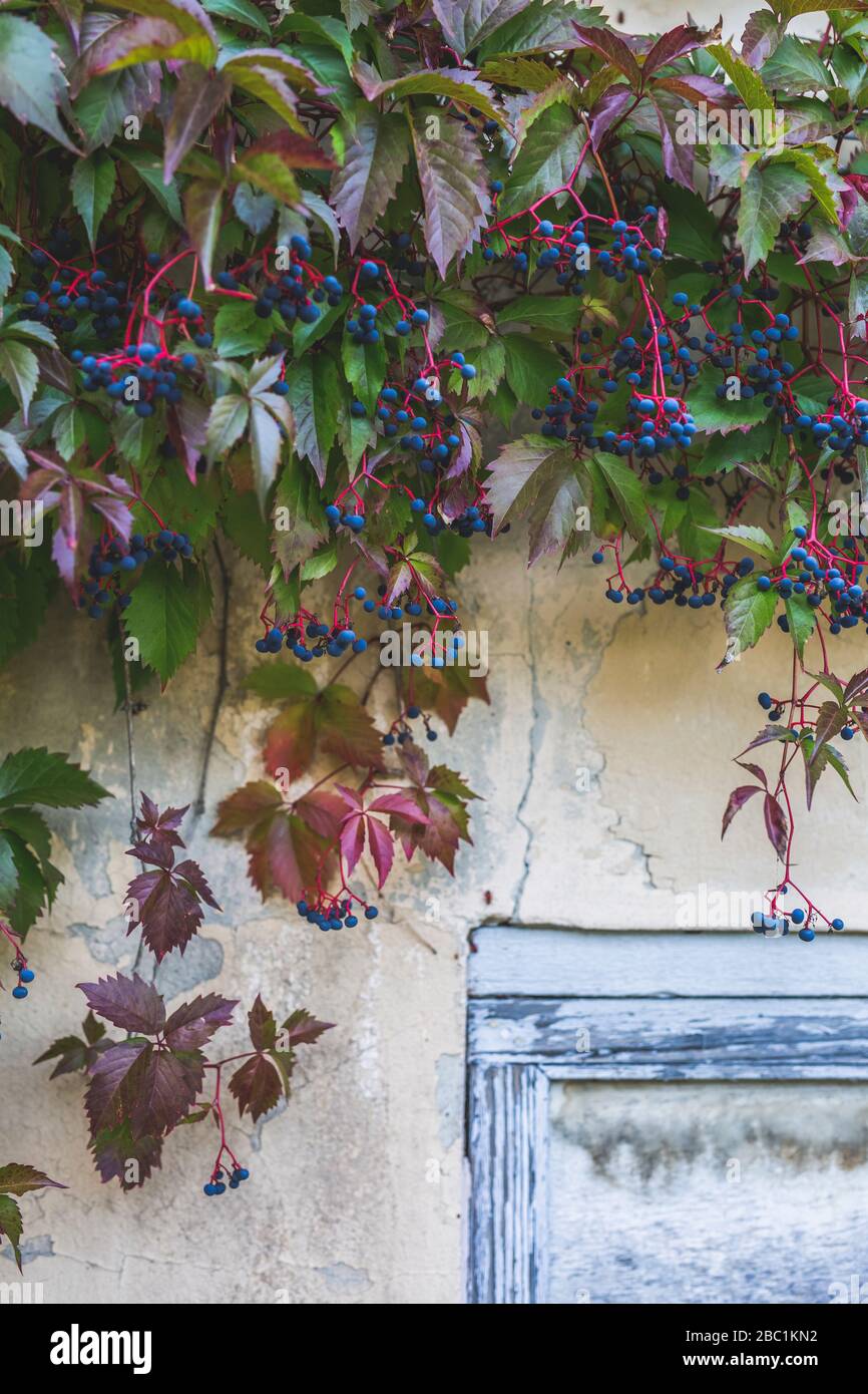 Germania, Brandeburgo, Potsdam, Ivy sovrasta il vecchio muro Foto Stock