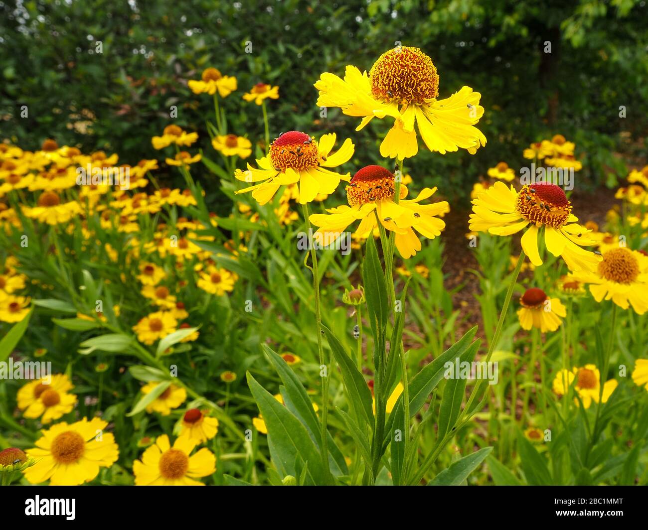 Fiori giallo brillante di erbacce di erbacce o di sneezeweed in piena fioritura in un giardino estivo Foto Stock
