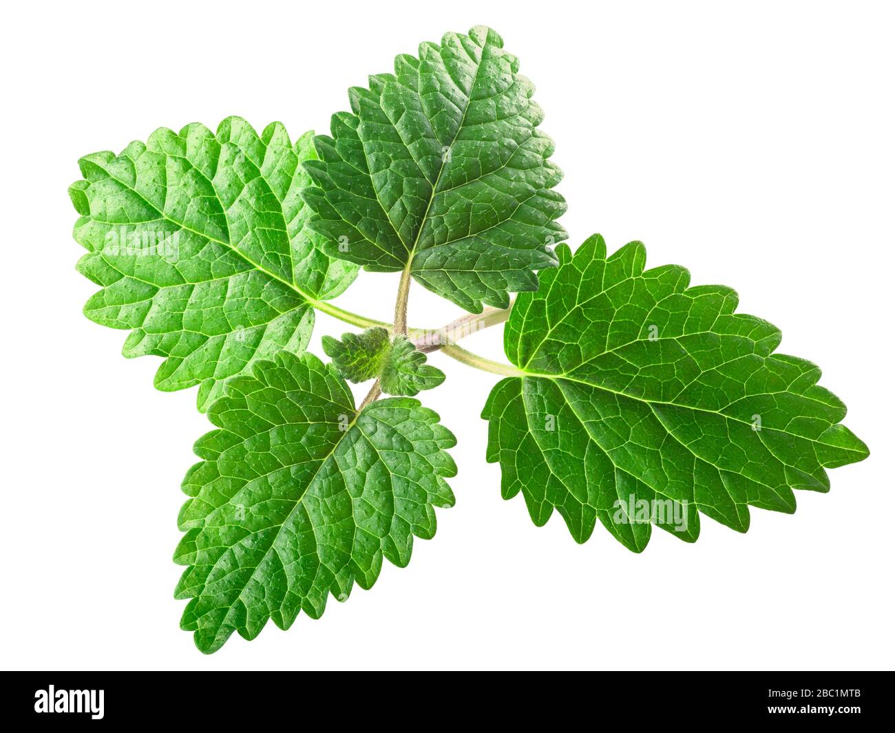 Foglie di balsamo di limone o di menta (Meliisa officinalis ) isolate Foto Stock