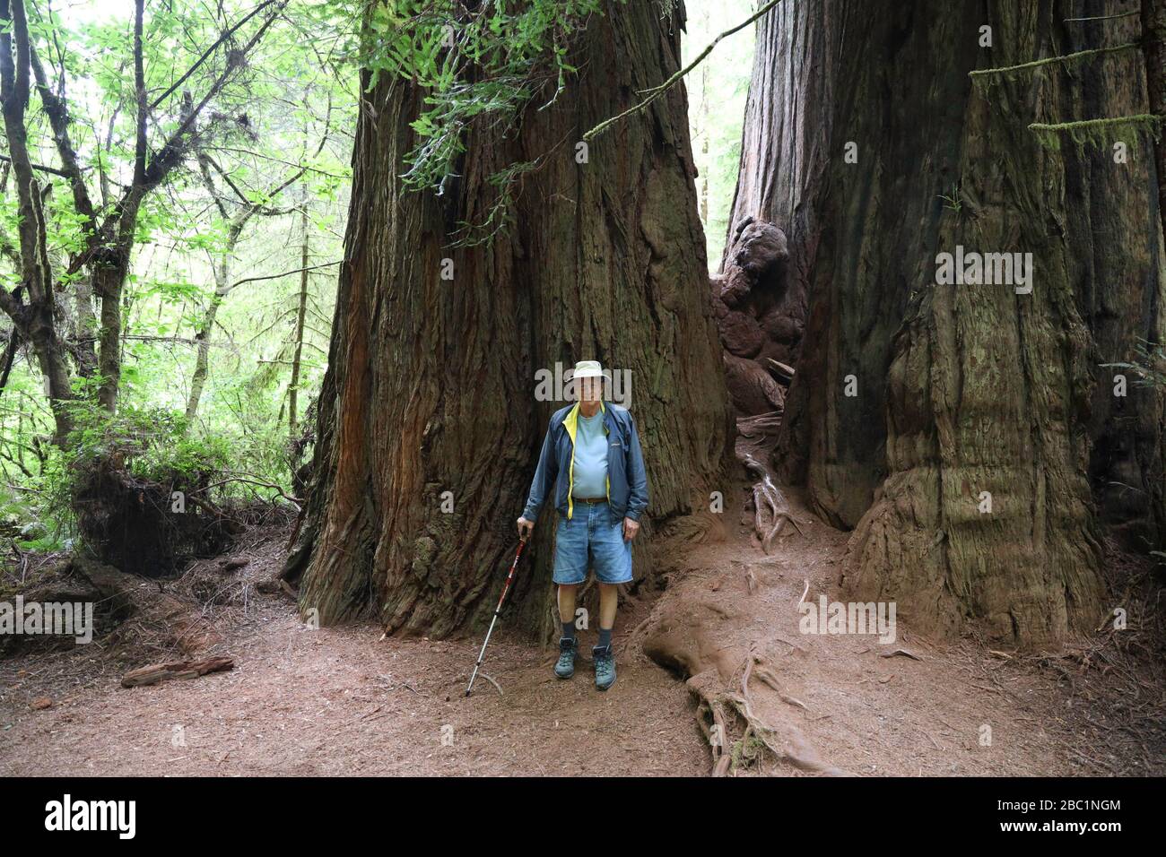 Hiker si trova accanto agli alberi giganti sul Big Tree Wayside Trail Foto Stock
