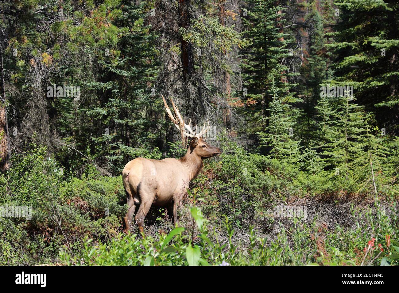 Un alce nei boschi nel Parco Nazionale Jasper del Canada Foto Stock