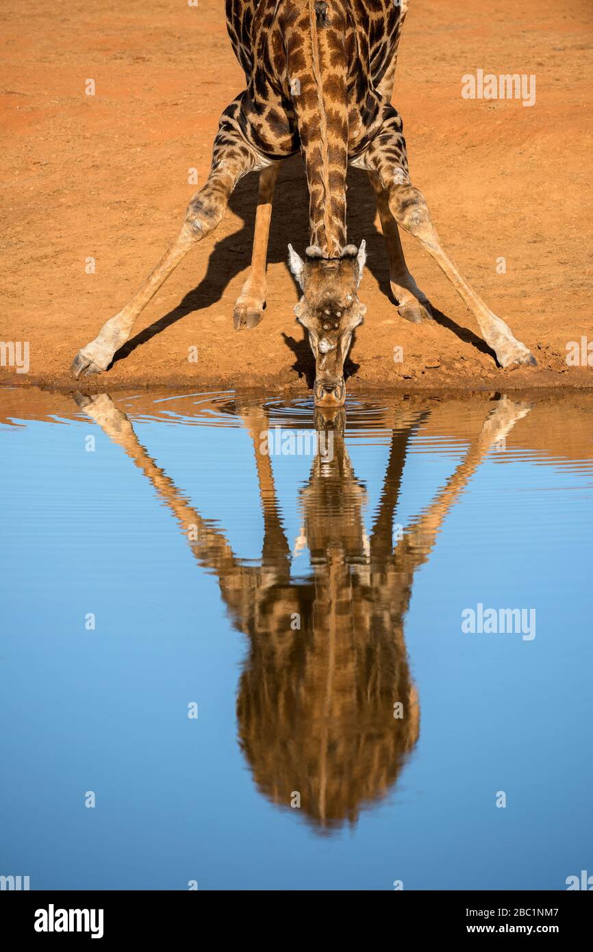 Un ritratto verticale di una giraffa bevente, presa al tramonto nella Riserva di gioco di Madikwe, Sud Africa. Il cielo blu profondo è riflesso magnificamente in th Foto Stock