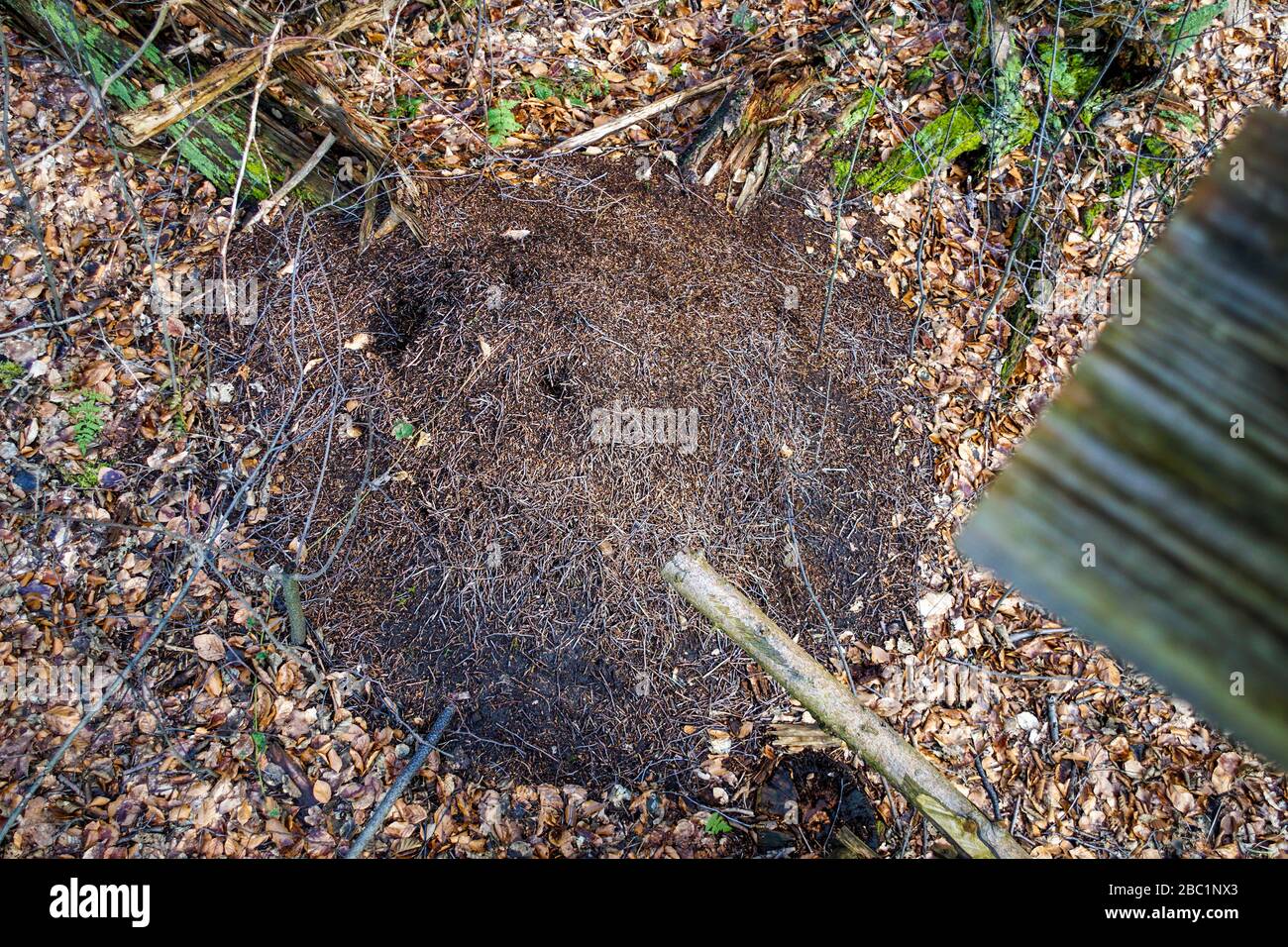 Chiudere l immagine di un hugh formicaio in una foresta Foto Stock