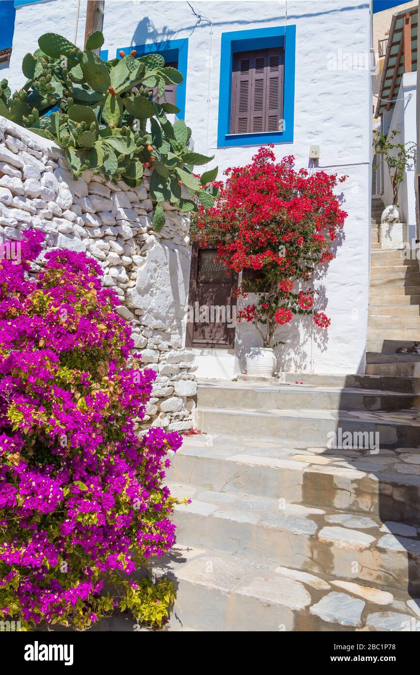 Vista sulla strada di Ano Syros con alberi di bougainvillea colorati e case tradizionali sull'isola di Syros, Grecia Foto Stock